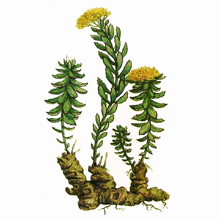 Extracto de Rosela Rhodiola como parte do xel xigante