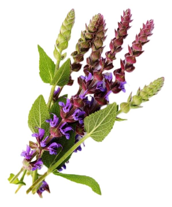 Extracto de salvia como parte do xel gigante