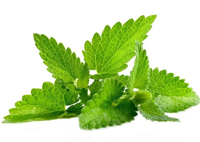 Menta salvaxe no xel xigante